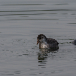 Heusenstamm_20160724_032