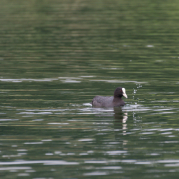 Heusenstamm_20160724_036
