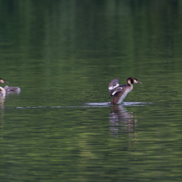 Heusenstamm_20160724_015