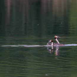 Heusenstamm_20160724_046