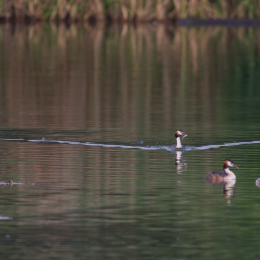 Heusenstamm_20160724_013