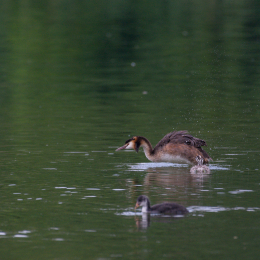 Heusenstamm_20160724_042