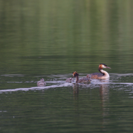 Heusenstamm_20160724_006