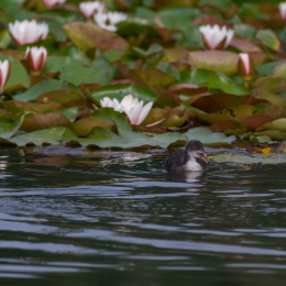 Heusenstamm_20160724_029