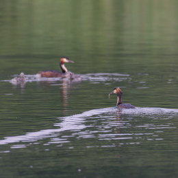 Heusenstamm_20160724_005