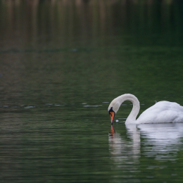 Heusenstamm_20160724_048
