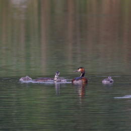 Heusenstamm_20160724_008