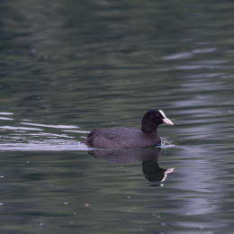 Heusenstamm_20160724_009