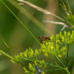 Heusenstamm_20160724_060-2