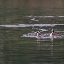 Heusenstamm_20160724_039