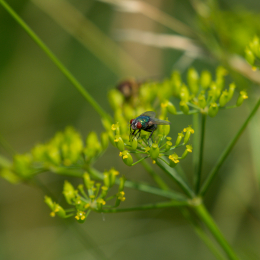 Heusenstamm_20160724_059-2