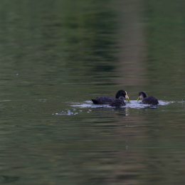 Heusenstamm_20160724_018