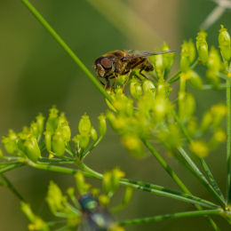 Heusenstamm_20160724_060