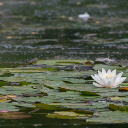 Heusenstamm_20160724_054