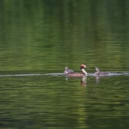 Heusenstamm_20160724_023