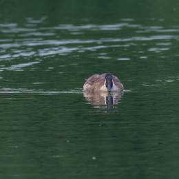 Heusenstamm_20160724_021