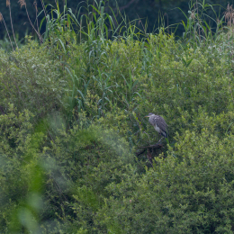 See Heusenstamm Juli 2016
