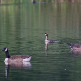 Heusenstamm_20160724_001
