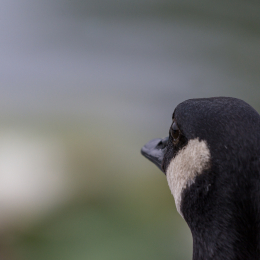 Heusenstamm_20160724_044