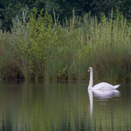 Heusenstamm_20160724_011