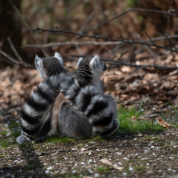 Tierpark-Bell_004_20250420