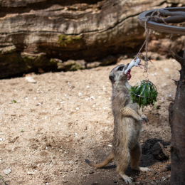 Tierpark-Bell_020_20250420