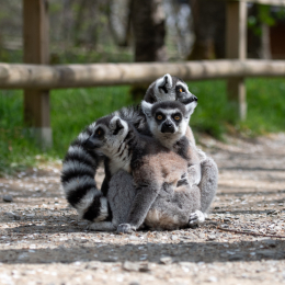 Tierpark-Bell_013_20250420