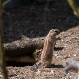 Tierpark-Bell_019_20250420