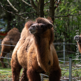 Tierpark-Bell_014_20250420