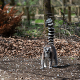 Tierpark-Bell_002_20250420