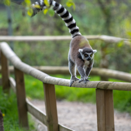 Tierpark-Bell_010_20250420