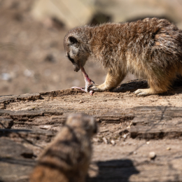 Tierpark-Bell_021_20250420