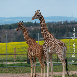 Tierpark-Bell_015_20250420