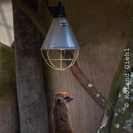 Tierpark-Bell_016_20250420