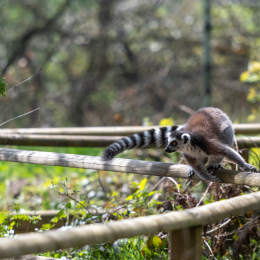 Tierpark-Bell_011_20250420
