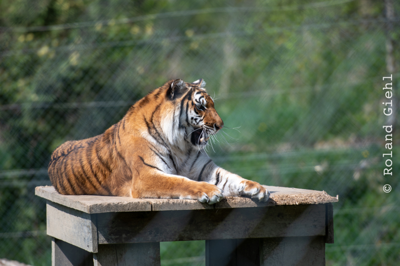 Tierpark-Bell_001_20250420