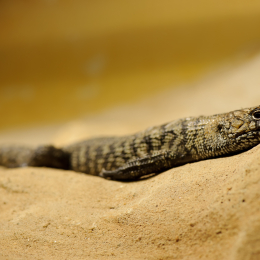 Vivarium_2011-12-26__38