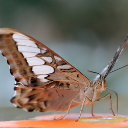 Vivarium_2011-12-26__31