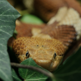 Vivarium_2011-12-26__35