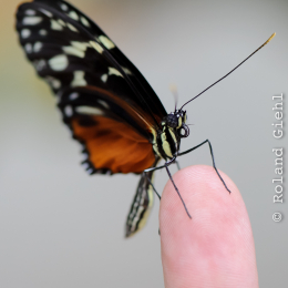 Vivarium_2011-12-26__23