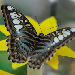 Vivarium_2011-12-26__28