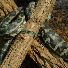 Vivarium_2011-12-26__33