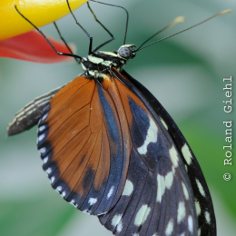 Vivarium_2011-12-26__14