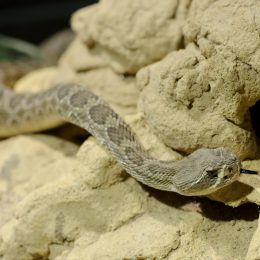 Vivarium_2011-12-26__43