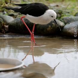 Vivarium_2011-12-26__32