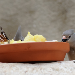 Vivarium_2011-12-26__20