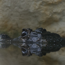 Vivarium_2011-12-26__16