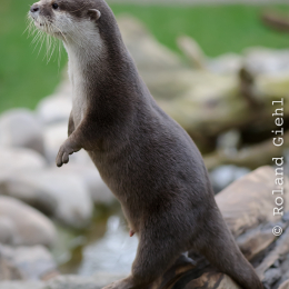 Vivarium_2011-12-26__10