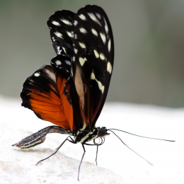 Vivarium_2011-12-26__30