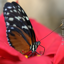 Vivarium_2011-12-26__13